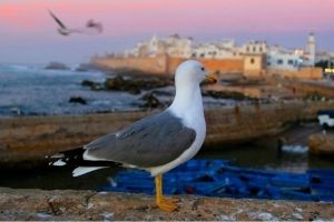 Essaouira Tourism